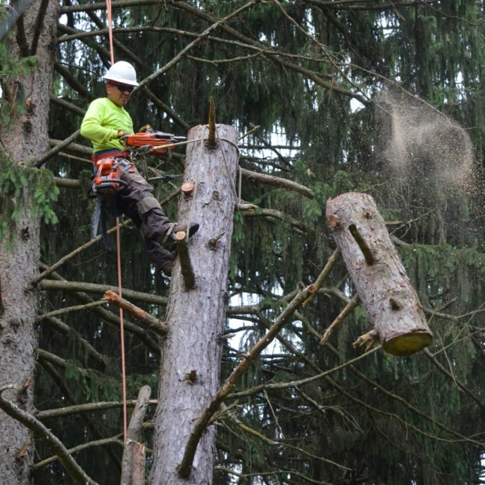 alfredo-tree-cutting